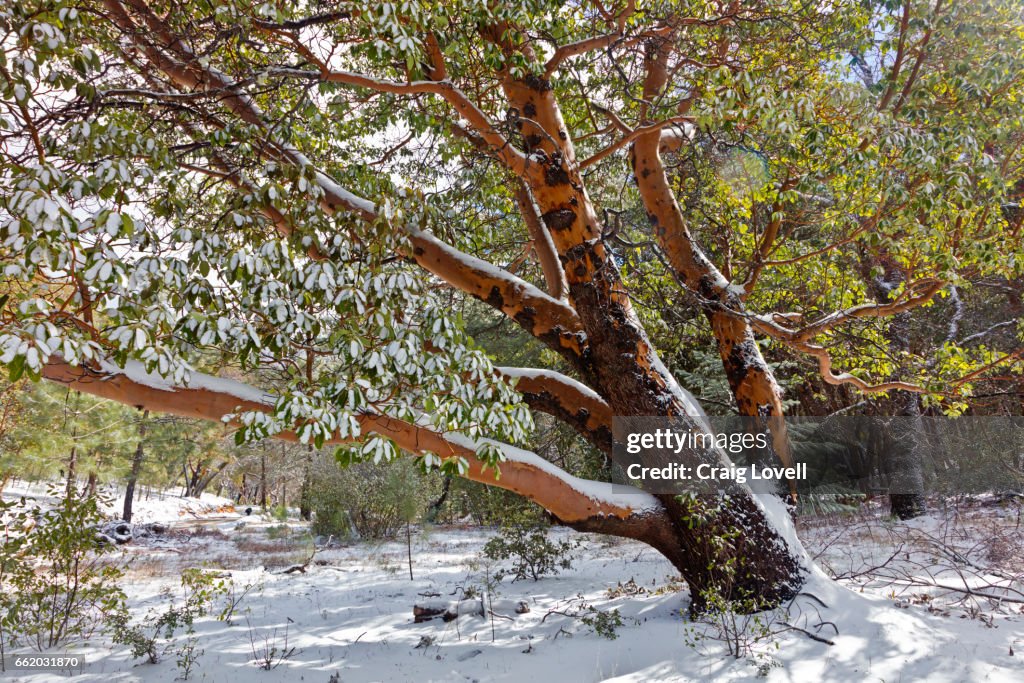 Chews Ridge A Snow Covered Madrone Tree On Chews Ridge In Los Padres National ...