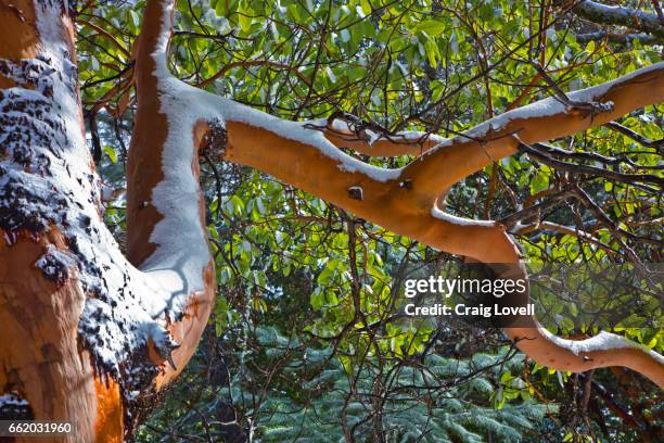 Chews Ridge Carmel Ridge Photos and Premium High Res Pictures - Getty Images