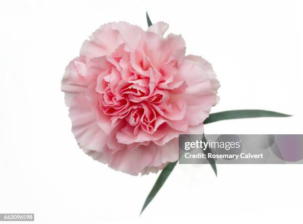 fragrant pale pink carnation on white. - carnation stock pictures, royalty-free photos & images