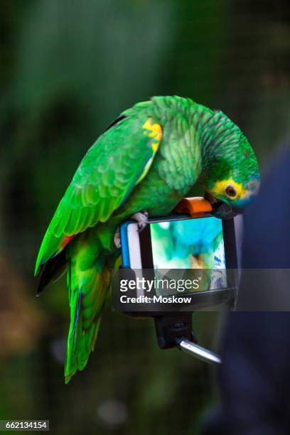 tropical birds - ara stock pictures, royalty-free photos & images