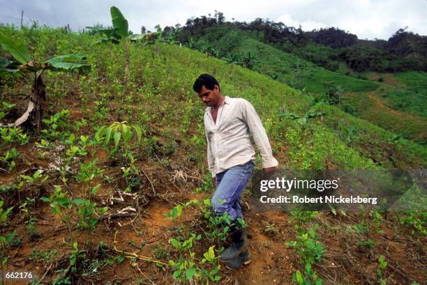 Coca farmer in the Puerto Rico region of Colombia's Cagyuan River Valley displays the leaves of the coca plant on his land August 25, 2000. The FARC...