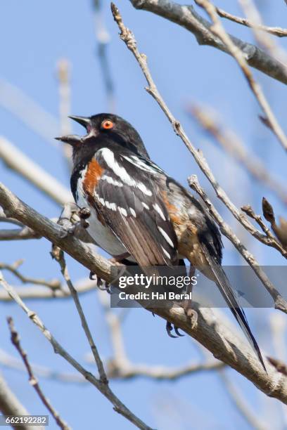 spotted towhee singing - towhee fotografías e imágenes de stock