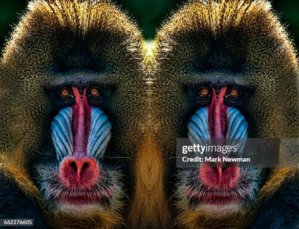 male mandrill mirror image - male baboon stock pictures, royalty-free photos & images