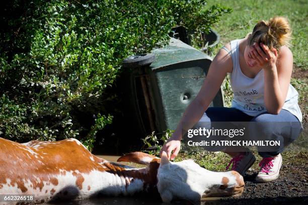 The owner of a cow, which drowned in floodwaters caused by Cyclone Debbie, cries after the recovery effort to rescue it in North MacLean, Brisbane on...