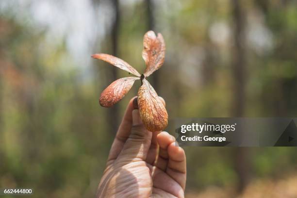 dipterocarpaceae - dipterocarp tree stock pictures, royalty-free photos & images