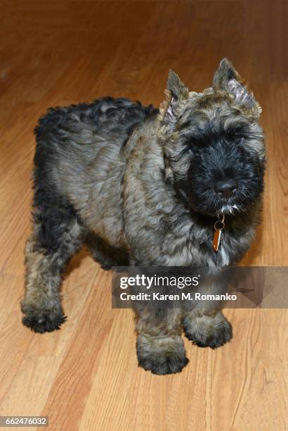 bouvier puppy dog standing on a wood floor - bouvier des flandres ストックフォトと画像