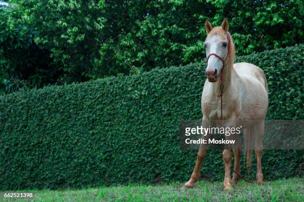 white horse - cavalo stock-fotos und bilder