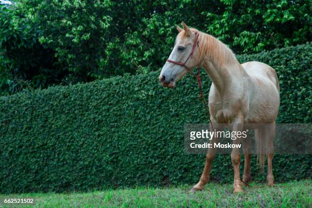 white horse - cavalo stock pictures, royalty-free photos & images