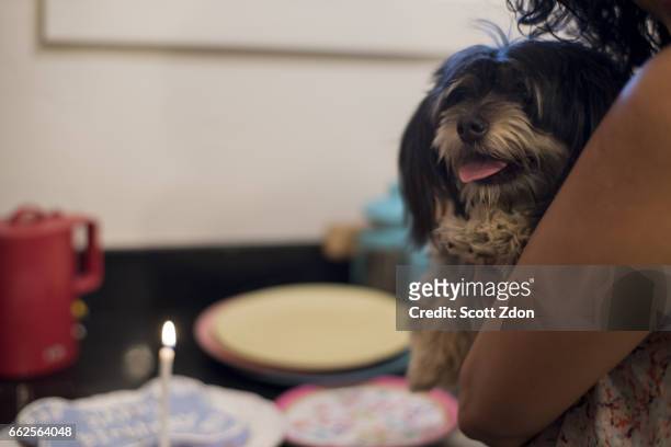 woman celebrating dog's birthday - scott zdon stock-fotos und bilder