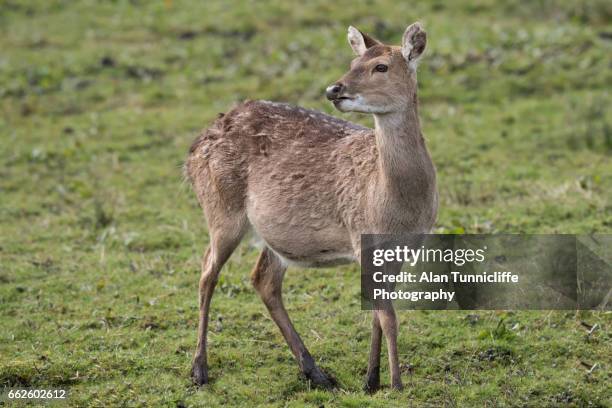 sika deer - doe foot stock pictures, royalty-free photos & images
