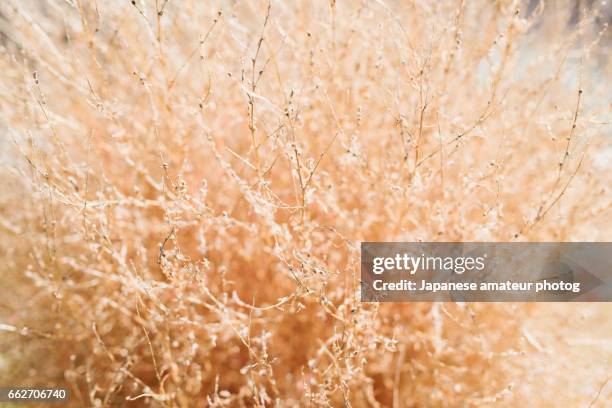 plants - 朗らか stock pictures, royalty-free photos & images