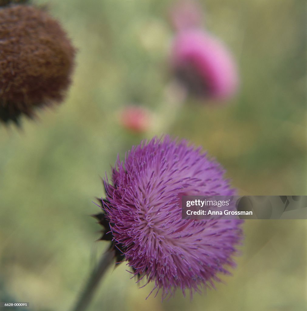 Purple Flowers