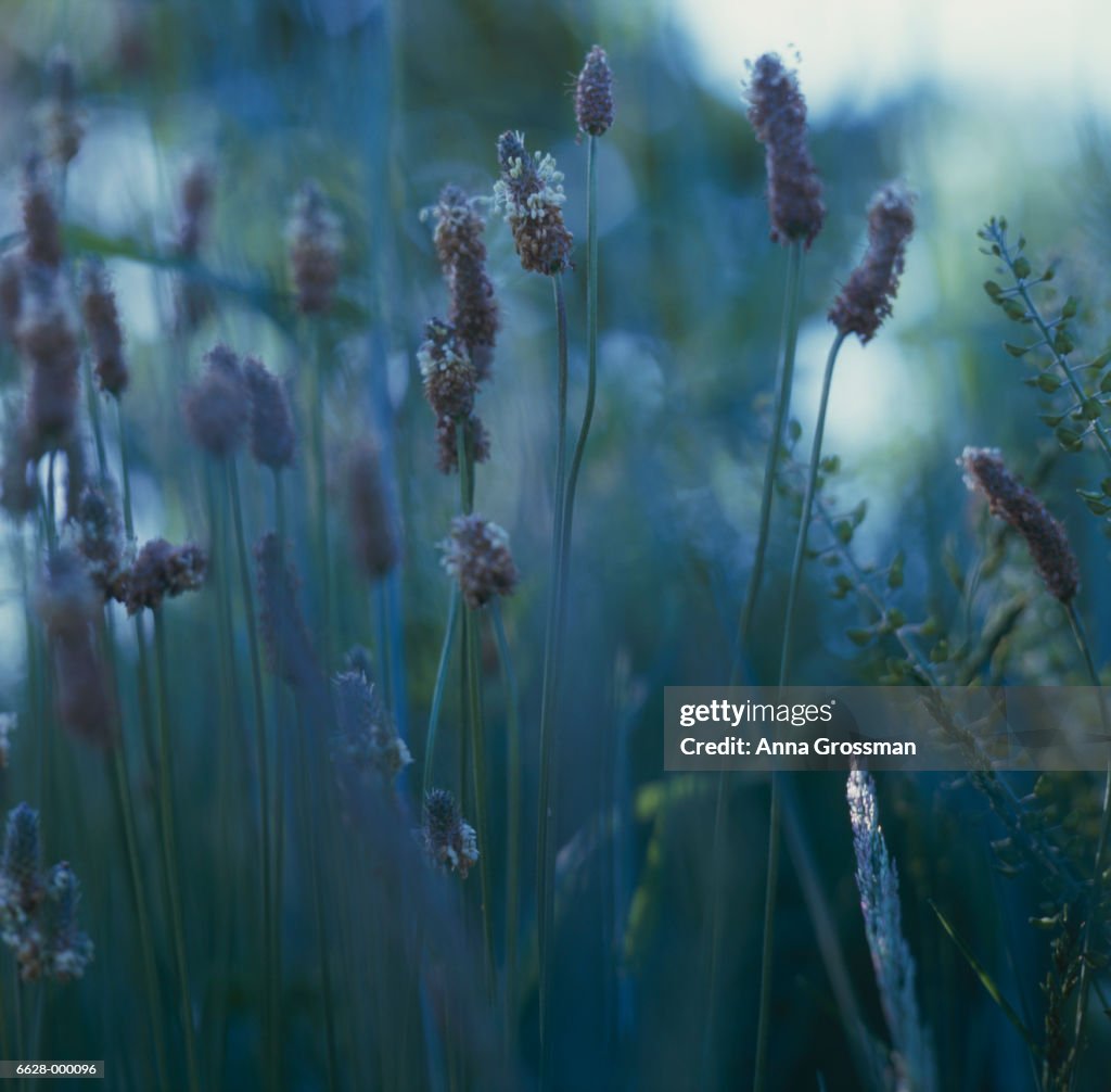 Wildflowers in Field