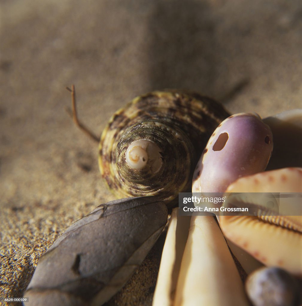 Sea Shells