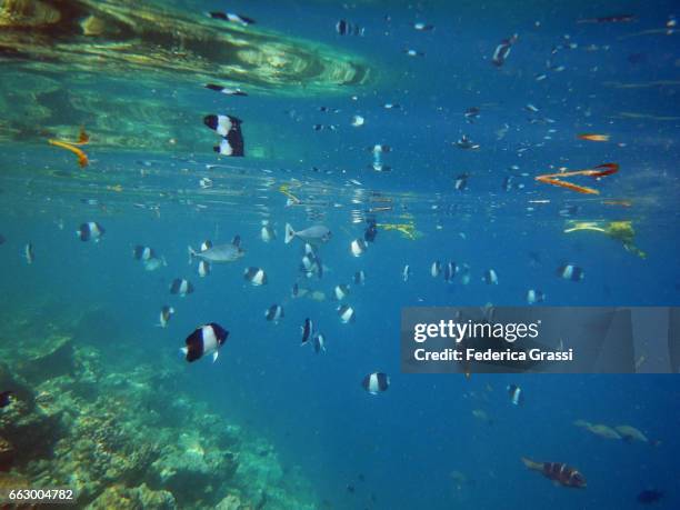 black pyramid butterflyfish (hemitaurichthys zoster) - pyramid butterflyfish or hemitaurichthys polylepis stockfoto's en -beelden