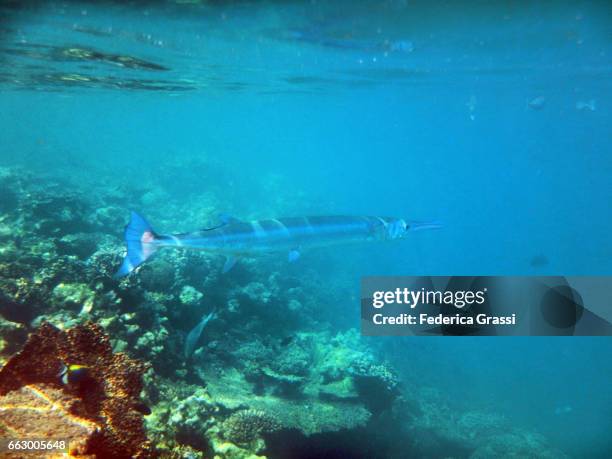 needlefish (family belonidae) - aguja imperial fotografías e imágenes de stock