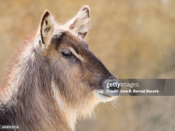 waterbuck, kobus ellipsiprymnus, close up side view, famale. - acostado boca abajo 個照片及圖片檔