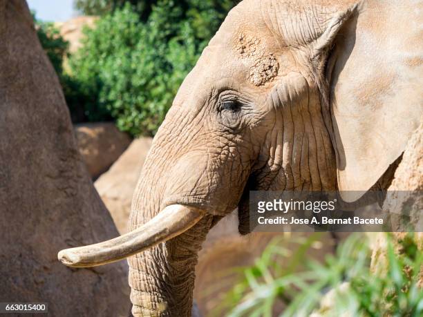 portrait of an african elephant - animales salvajes stock pictures, royalty-free photos & images