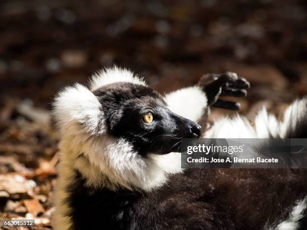 black-and-white ruffed lemur,  (varecia variegata), lying on his back sunbathing - ojos marrones stock-fotos und bilder