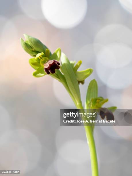 mirror orchid (ophrys speculum), valencia, spain - cabeza de flor foto e immagini stock