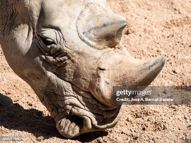 rhinoceros close up, head. - mirar fijamente ストックフォトと画像