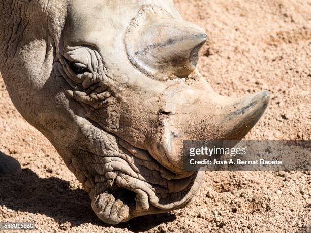 rhinoceros close up, head. - animales salvajes stock pictures, royalty-free photos & images