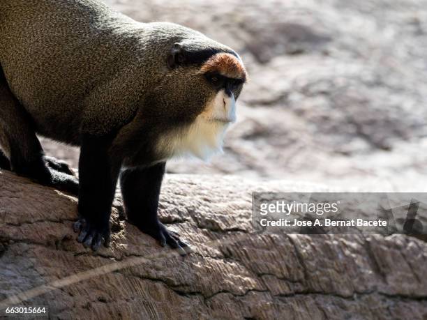 de brazza's monkey sitting on a few rocks - animales salvajes stock pictures, royalty-free photos & images