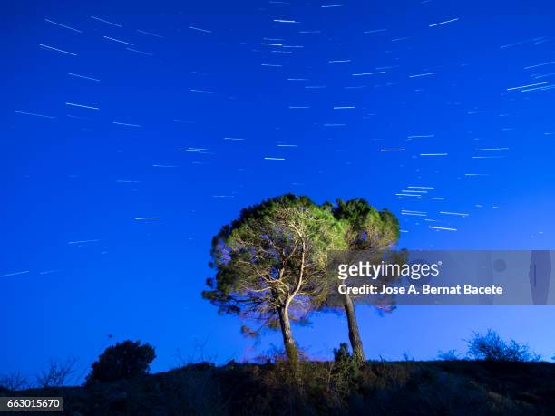 solitary tree on the top of a hill a night of blue sky with stars in movement - iluminado stock-fotos und bilder