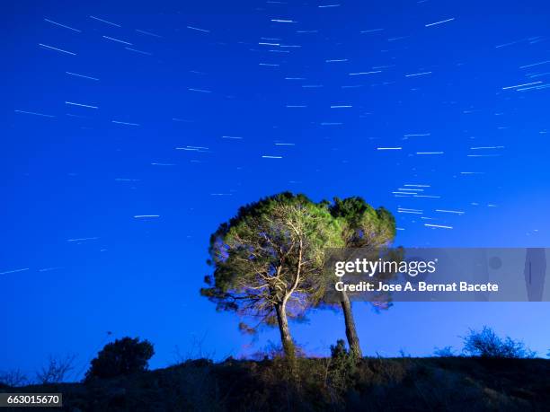 solitary tree on the top of a hill a night of blue sky with stars in movement - silueta stockfoto's en -beelden