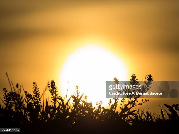 full frame of a sunset  hiding between the flowers and grasses of the field - arbusto stock-fotos und bilder