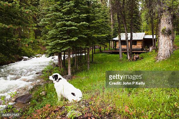 dog watching over water next to a rustic cabin - rustic cabin stock pictures, royalty-free photos & images