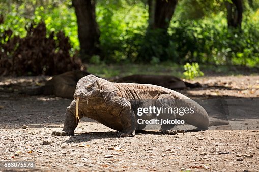 Komodo Komodo