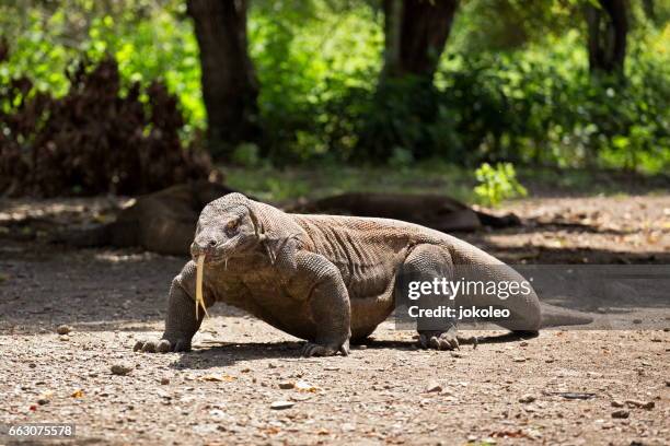 komodo - rinca island stock pictures, royalty-free photos & images