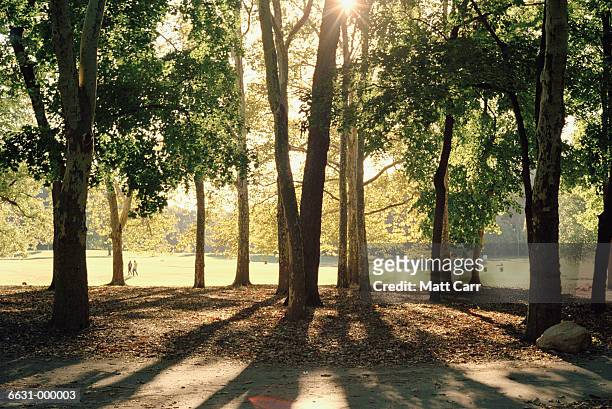 sunlight through trees in park - prospect park stock-fotos und bilder