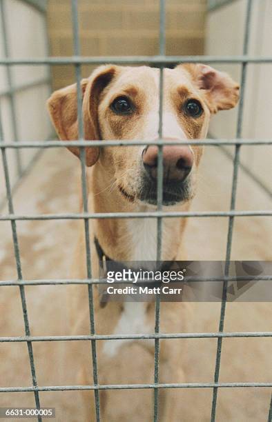 dog in cage at dog pound - stray animal foto e immagini stock