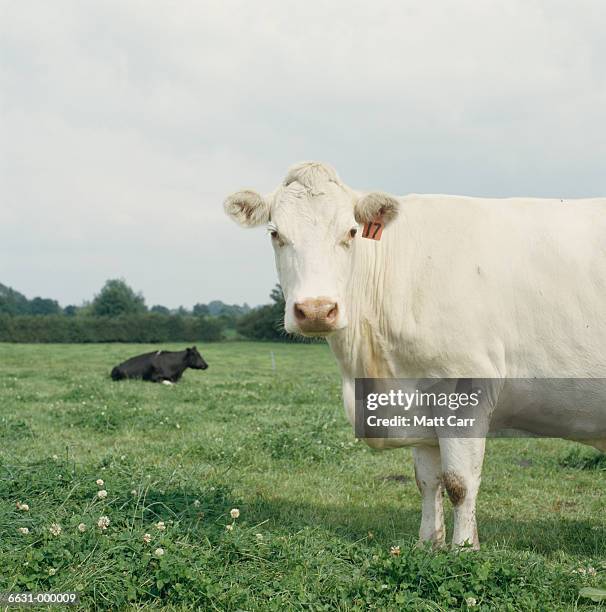 cows in field - witte klaver stockfoto's en -beelden