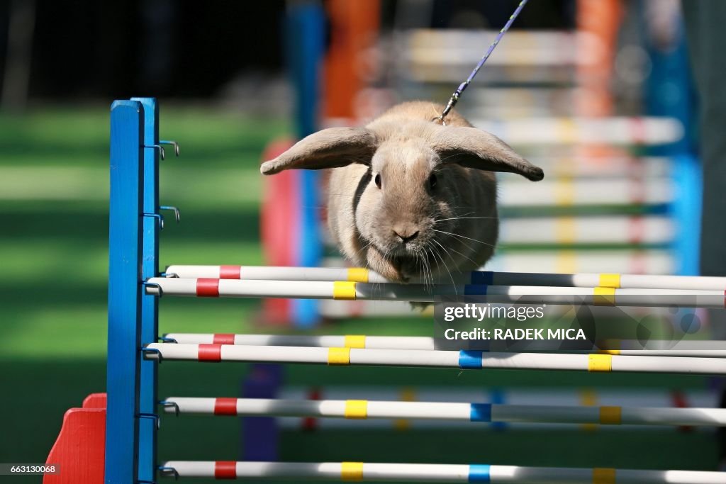 Endurance Rabbit A rabbit jumps over an obstacle during a rabbit track and field... News ...