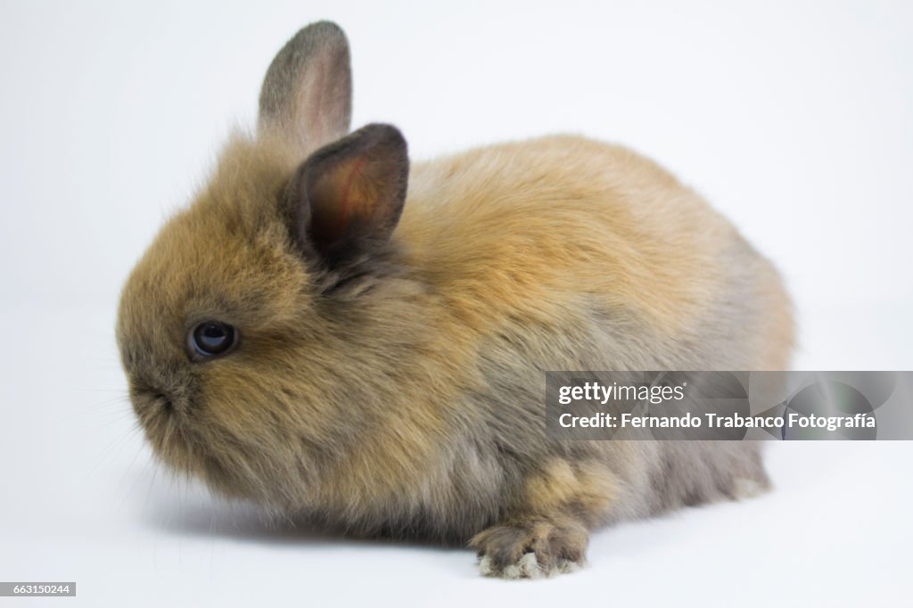 Brown Drawf Rabbit Brown Dwarf Rabbits