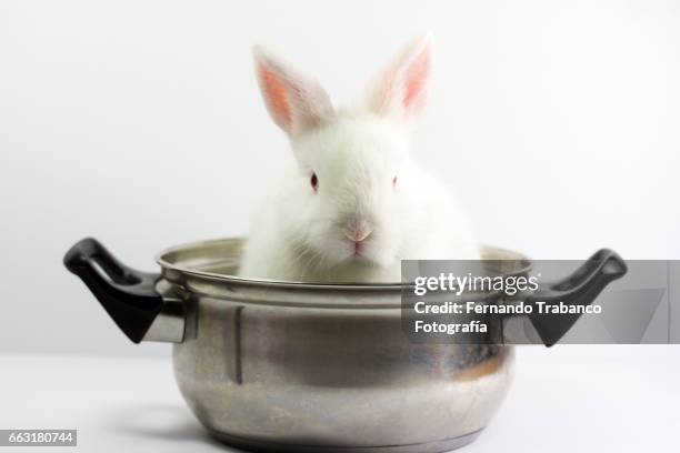 white dwarf rabbit inside a cooking pot - rabbit burrow stock pictures, royalty-free photos & images