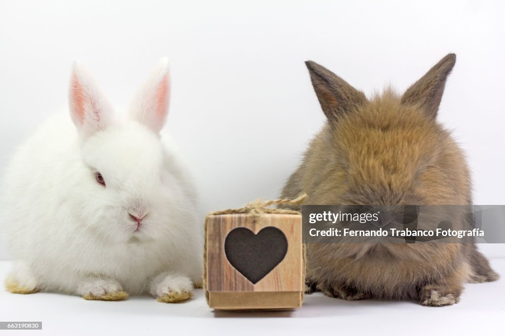 Dwarf Rabbits Two Two Dwarf Rabbits In Love High-Res Stock Photo - Getty Images