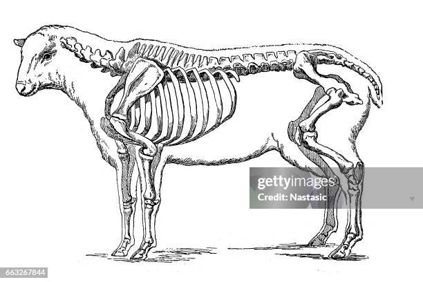 sheep skeleton - fish bone diagram stock illustrations