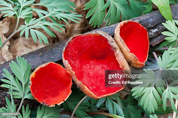 scarlet cup fungus - early spring fungus - ascospore stock pictures, royalty-free photos & images