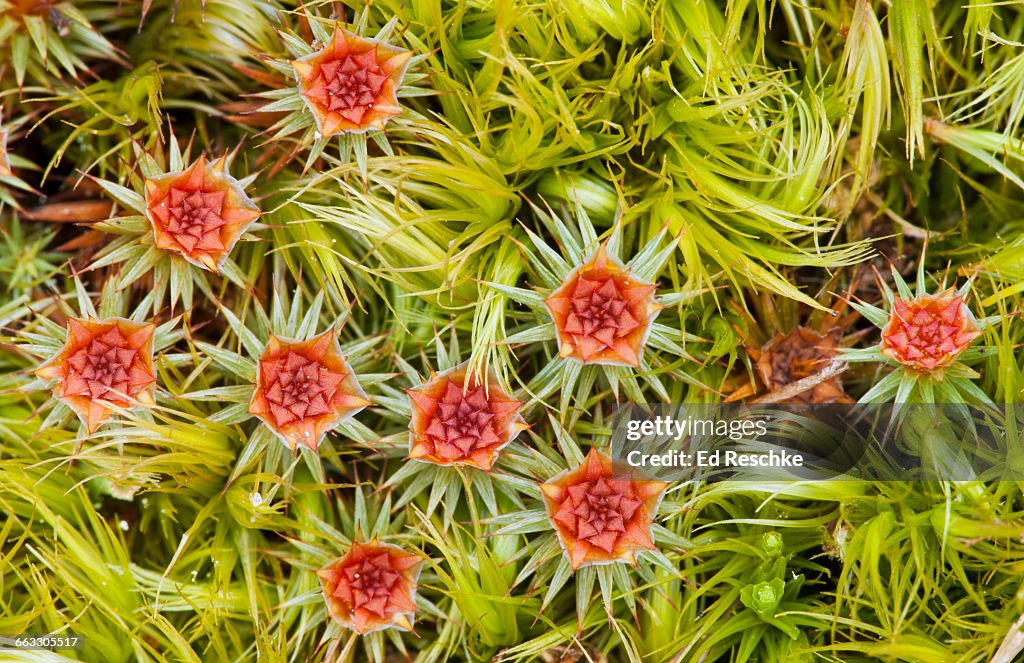 Splash Cups of Hairy Cap Moss in Spring