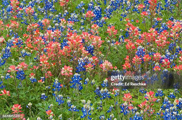 indian paintbrush, texas bluebonnets - fredericksburg texas stock-fotos und bilder