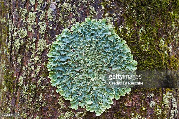 common greenshield lichen -- symbiosis - lachen photos et images de collection