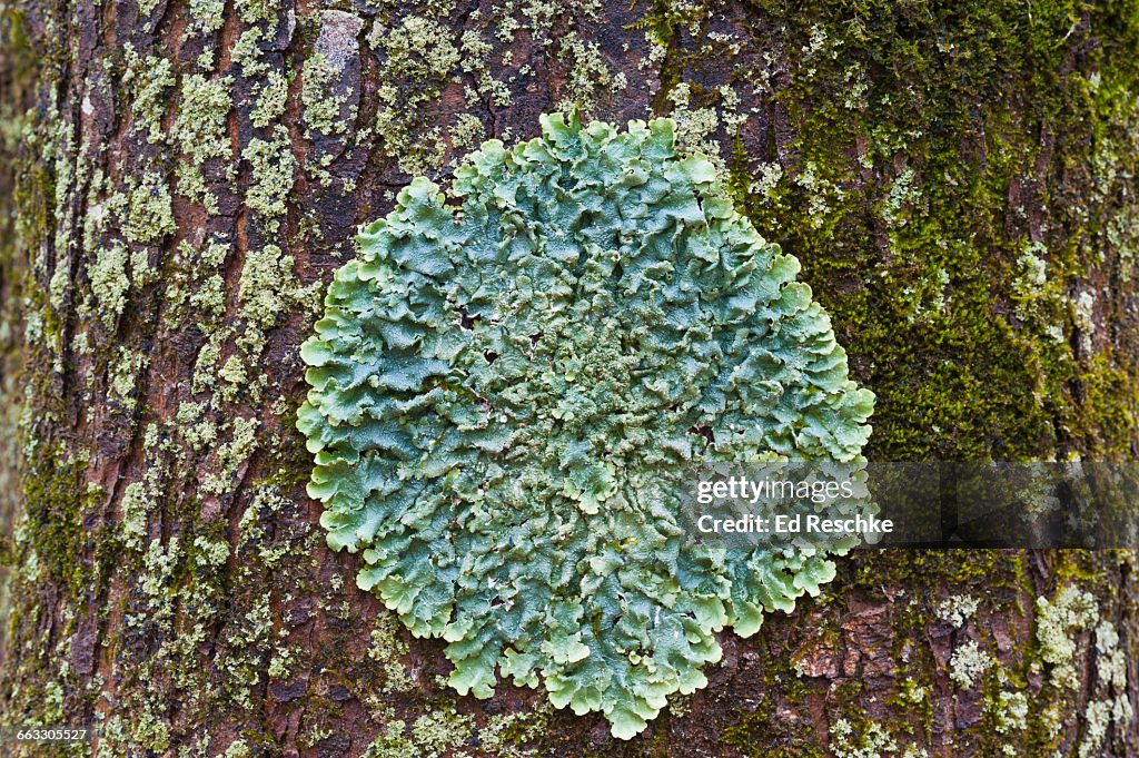 Common Greenshield Lichen -- Symbiosis