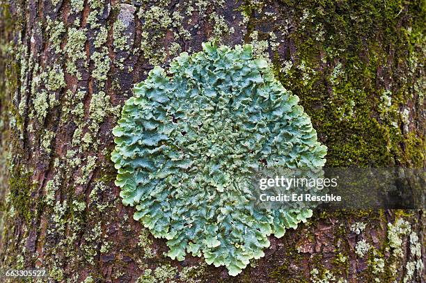 common greenshield lichen -- symbiosis - líquen imagens e fotografias de stock