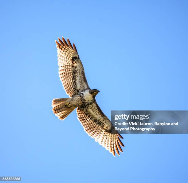 red tailed hawk against blue sky in central california - roodstaartbuizerd stockfoto's en -beelden