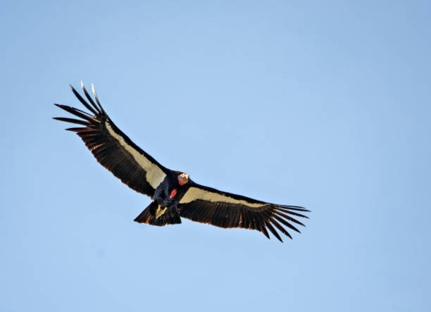 11,906 A Condor Stock Photos, High-Res Pictures, and Images - Getty Images