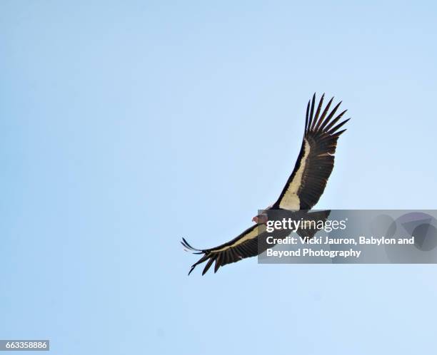 11,907 Condor Stock Photos, High-Res Pictures, and Images - Getty Images